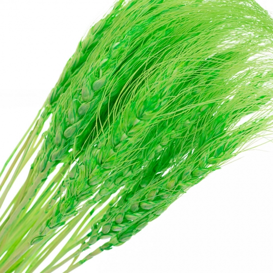 Пшениця Салатова, стабілізована (8213-003)