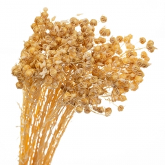 Сухоцвет Лен Желтые, стабилизированные (8213-008)