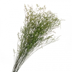 Декоративная ветка Зеленая, стабилизированная (8213-010)