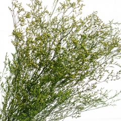 Декоративная ветка Зеленая, стабилизированная (8213-010)