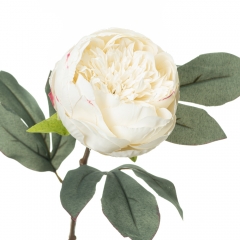 Піон, білий (8608-003)