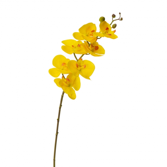 Орхідея фаленопсис, жовта (8701-001)