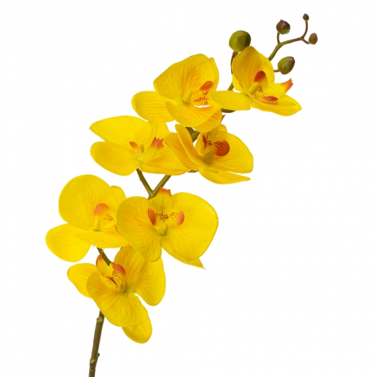 Орхідея фаленопсис, жовта (8701-001)