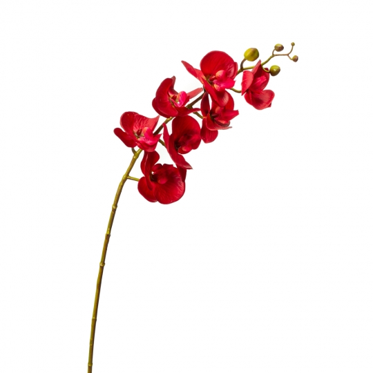 Орхідея фаленопсис, червона (8701-003)