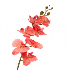 Орхидея фаленопсис, персиковая (8701-005)