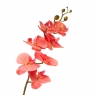 Орхідея фаленопсис, персикова (8701-005)