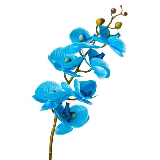 Орхідея фаленопсис, блакитна (8701-006)
