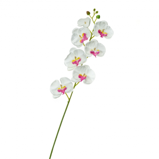 Орхідея фаленопсис, біла з рожевим (8701-019)
