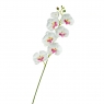 Орхідея фаленопсис, біла з рожевим (8701-019)