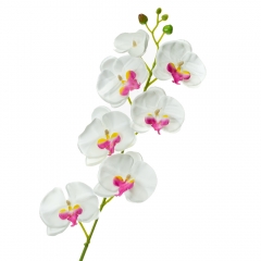 Орхидея фаленопсис, белая с  розовым (8701-019)