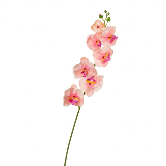 Орхідея фаленопсис, ясно-рожева (8701-020)