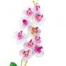 Орхідея катлея, біла з рожевим (8701-025)