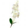 Орхідея катлея, біла з рожевим (8701-026)