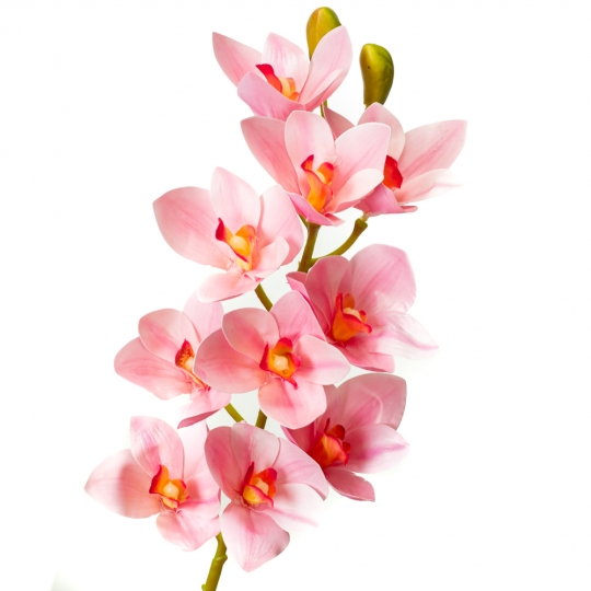 Орхідея ванда, ясно-рожева (8701-027)