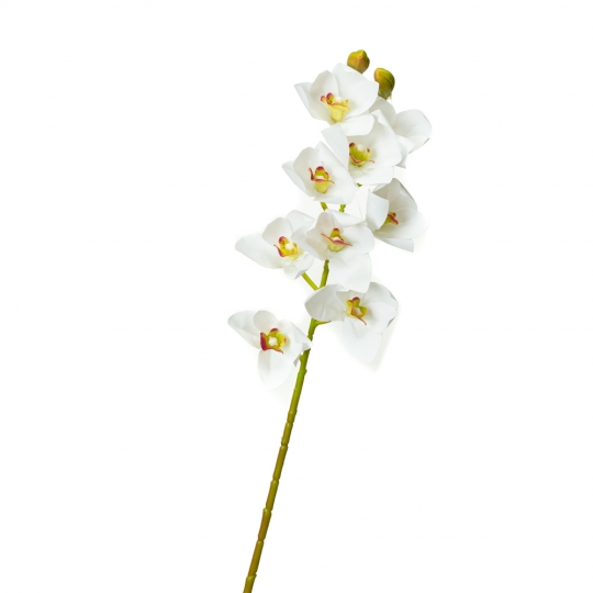 Орхідея ванда, біла (8701-028)