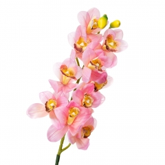Орхидея беаллара, розовая з желтым (8701-030)