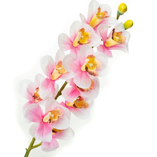 Орхідея беаллара, біла з рожевим (8701-031)