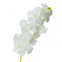 Орхідея беаллара, біла (8701-032)