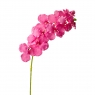 Орхідея онцидиум, рожева (8701-033)