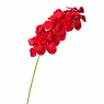 Орхідея онцидиум, червона (8701-034)