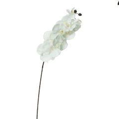 Орхідея онцидиум, біла (8701-036)