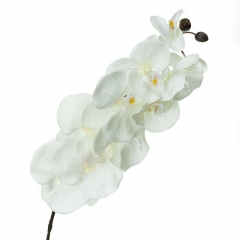 Орхідея онцидиум, біла (8701-036)