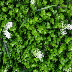 Декоративная панель из искусственной зелени "Белое цветение", 40*60 см (9224-004)