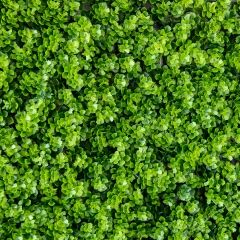 Декоративная панель из искусственной зелени "Травка", 40*60 см (9224-008)