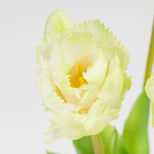 Букет латексних тюльпанів, 5 бутонів, біло-зелений, 44 см (2026-004/white)