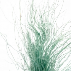 Ковыль Зеленый, стабилизированный (8213-031)