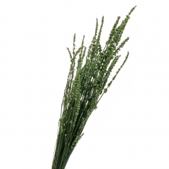 Лаванда Зеленая, стабилизированный (8213-036)