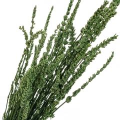 Лаванда Зеленая, стабилизированный (8213-036)