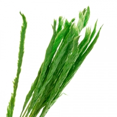 Пампасная трава Зеленая, стабилизированная (8213-038)