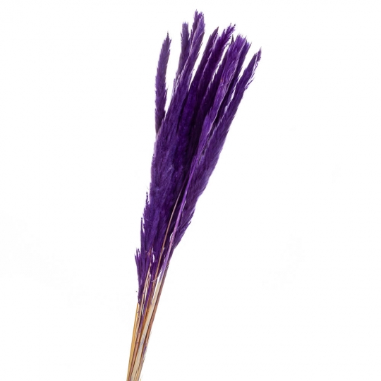 Пампасна трава Фіолет, стабілізована (8213-039)