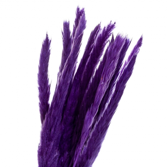 Пампасна трава Фіолет, стабілізована (8213-039)