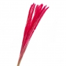 Пампасна трава Рожева, стабілізована (8213-040)