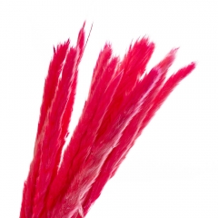 Пампасная трава Розовая, стабилизированная (8213-040)