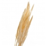 Пампасна трава Біла, стабілізована (8213-041)