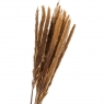 Пампасна трава, стабілізована (8213-042)