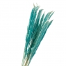 Пампасна трава Блакитна, стабілізована (8213-043)