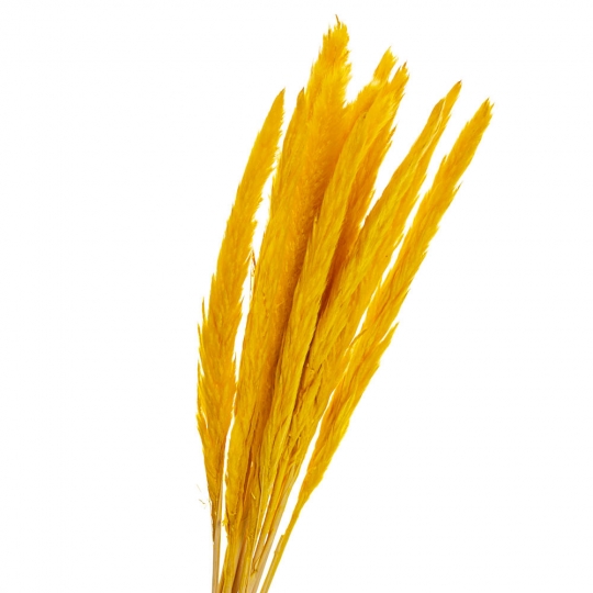 Пампасна трава Жовта, стабілізована (8213-044)