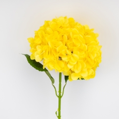 (2026-009/yellow)