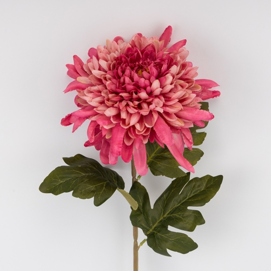  (2026-012/mauve)
