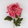  (2026-012/mauve)