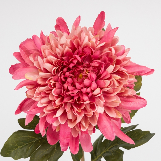  (2026-012/mauve)