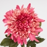  (2026-012/mauve)