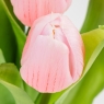 Букет латексных тюльпанов, 7 бутонов, розовый, 31 см (2026-006/pink)
