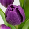 Букет латексних тюльпанів, 7 бутонів, фіолетовий, 31 см (2026-006/purple)