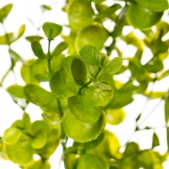 Цветок Эвкалипт (2001-001)