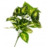 Квітка Дифенбахія (2001-003)